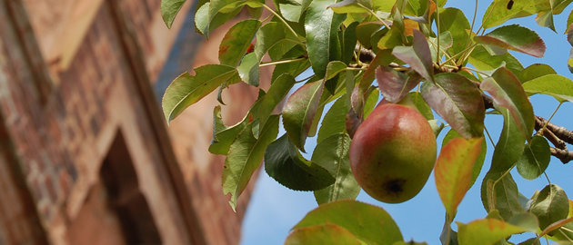Pear tree at the rear of the clock tower